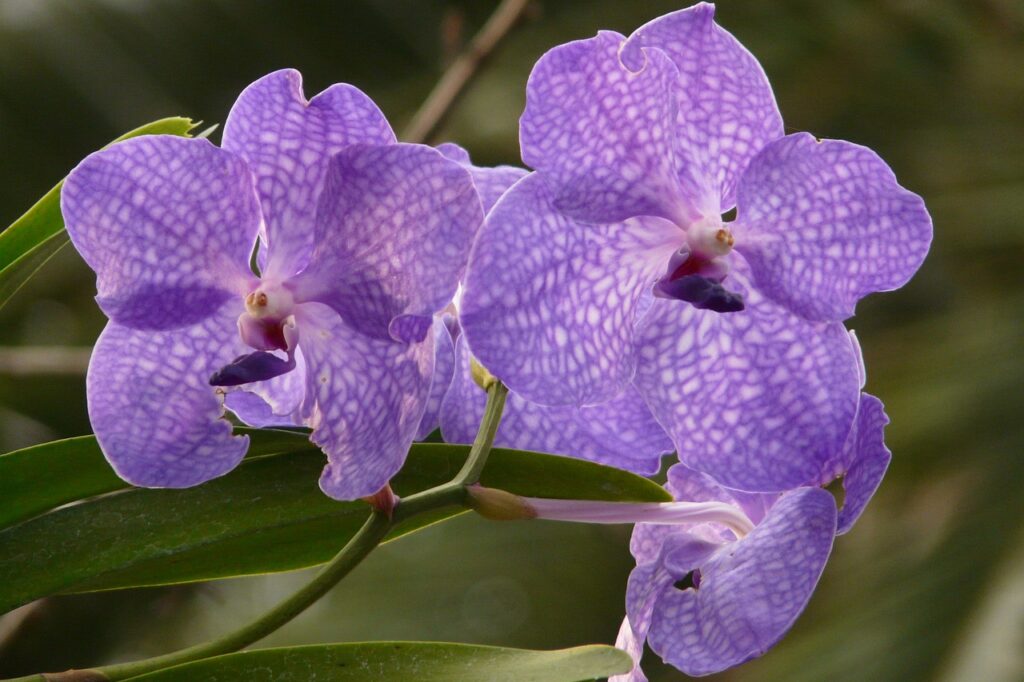 blue vanda orchid, orchid, blue-53084.jpg