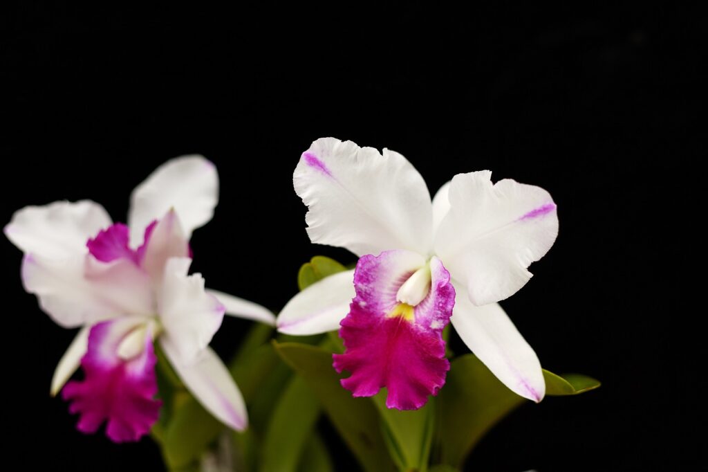 cattleya, magic, fascinating-4993745.jpg