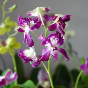 Dendrobium Betty Rose