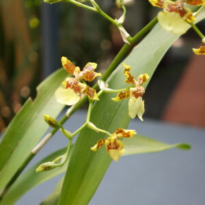 Oncidium Youn nan Gold