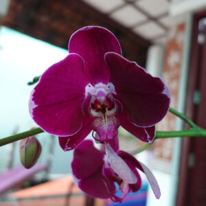 Phalaenopsis  D O Black Lady