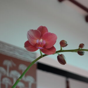 Phalaenopsis D O Buddha