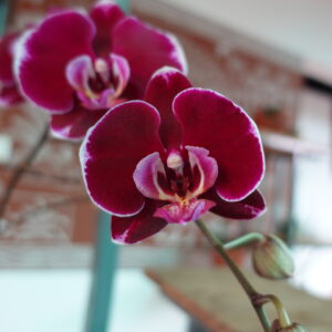 Phalaenopsis Fancy Fire