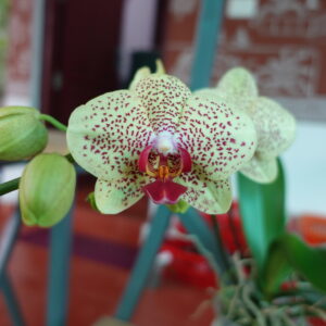 Phalaenopsis Perceval