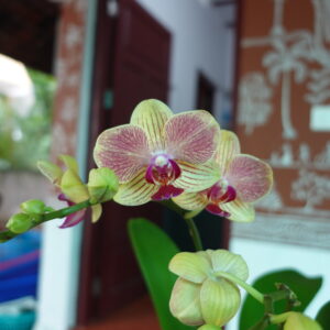 Phalaenopsis  Honey Glow