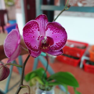 Phalaenopsis Ciclo