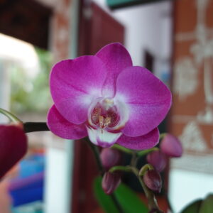 Phalaenopsis Lady Fantasy