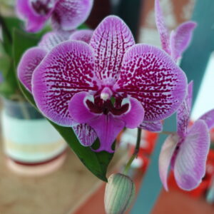 Phalaenopsis Tying Shin New View